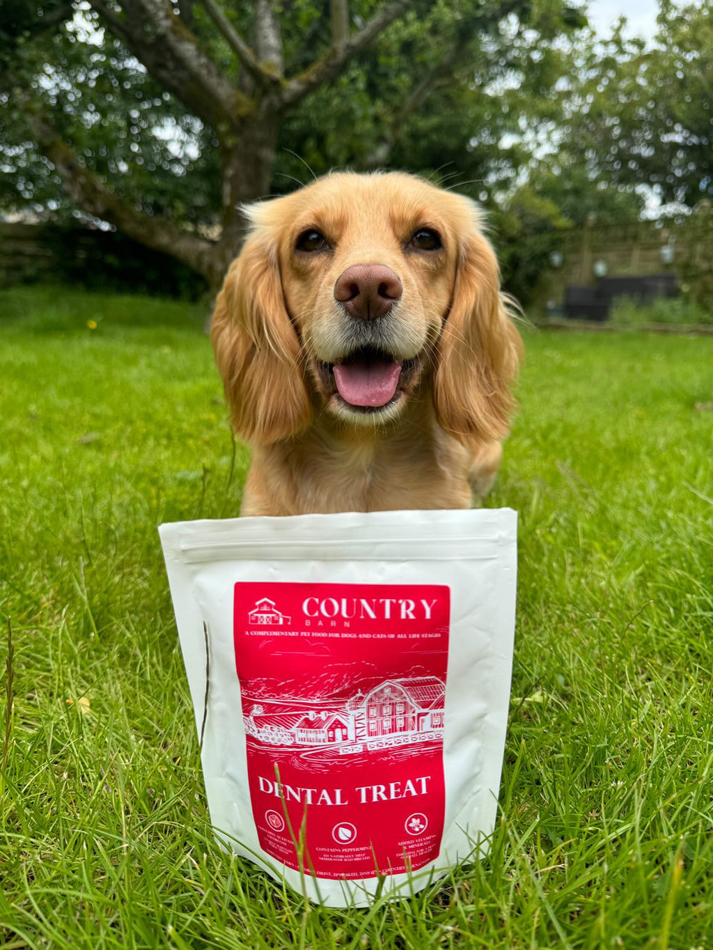 Country Barn Turkey Dental Bites | Activated Charcoal & Peppermint Dog Treats