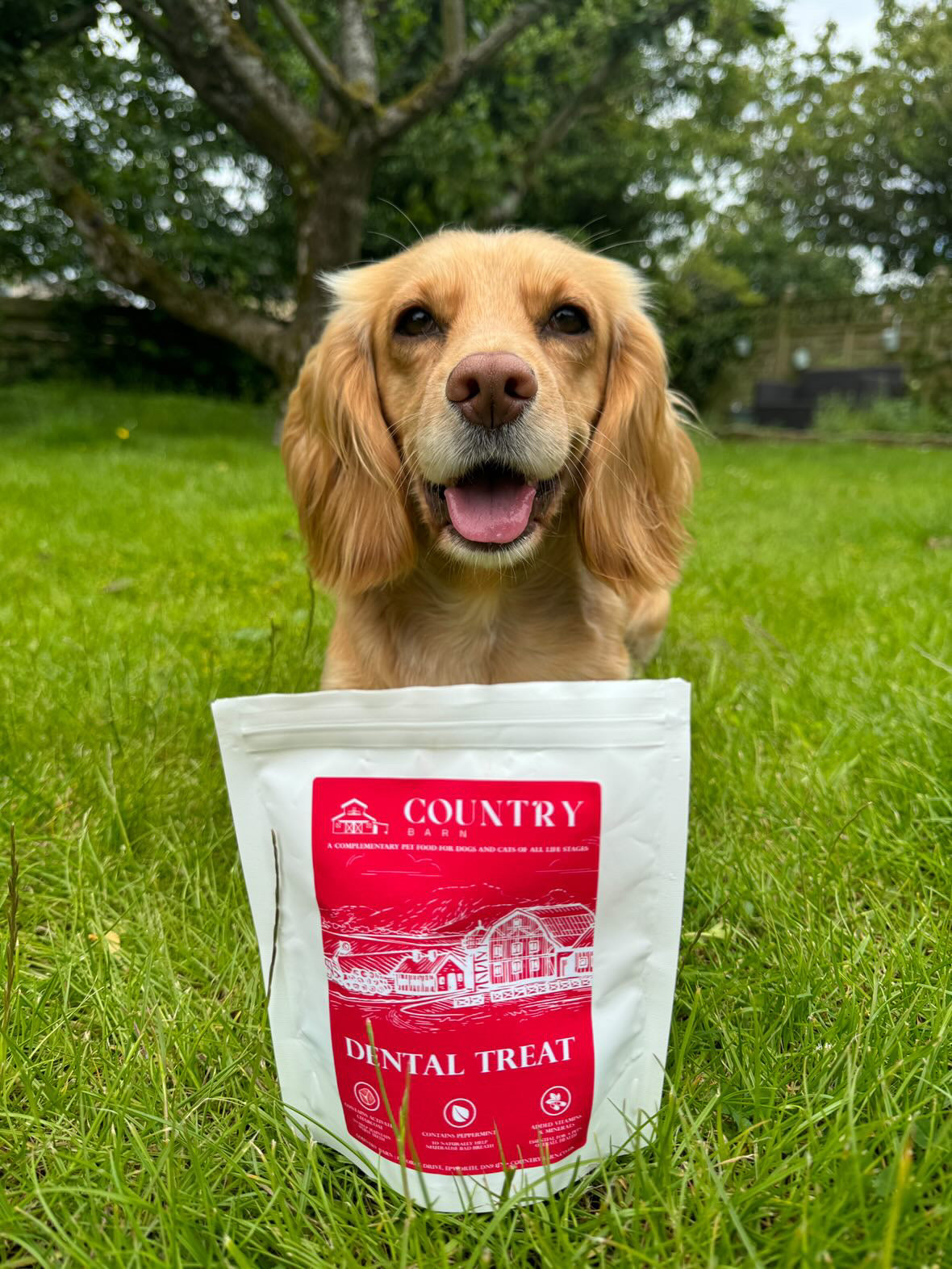 Country Barn Turkey Dental Bites | Activated Charcoal & Peppermint Dog Treats