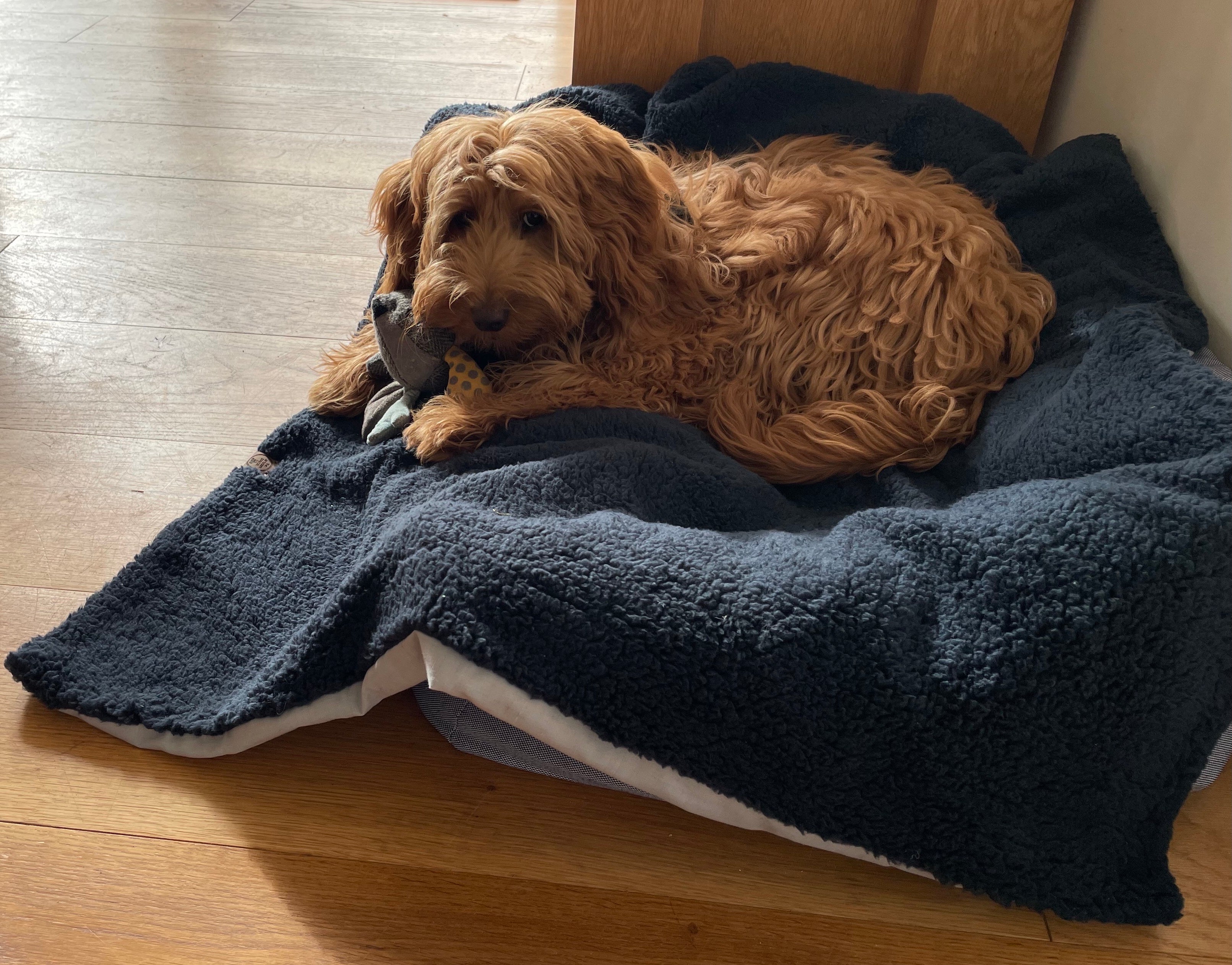 Premium Sherpa Fleece Dog Blanket - Handmade, Soft & Machine Washable | 2 Sizes, 3 Colours