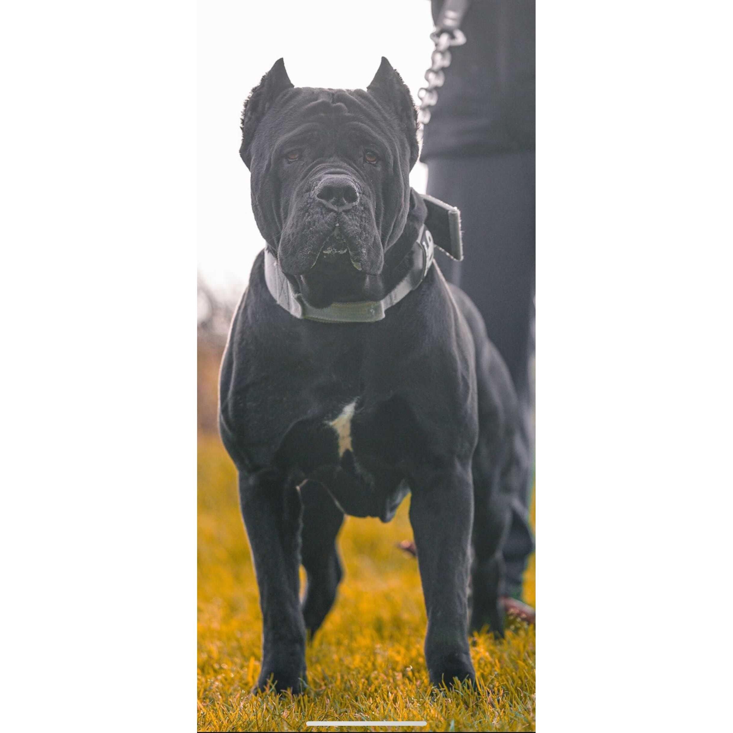 Grey sport dog collar on a dog with metal D-ring and buckle