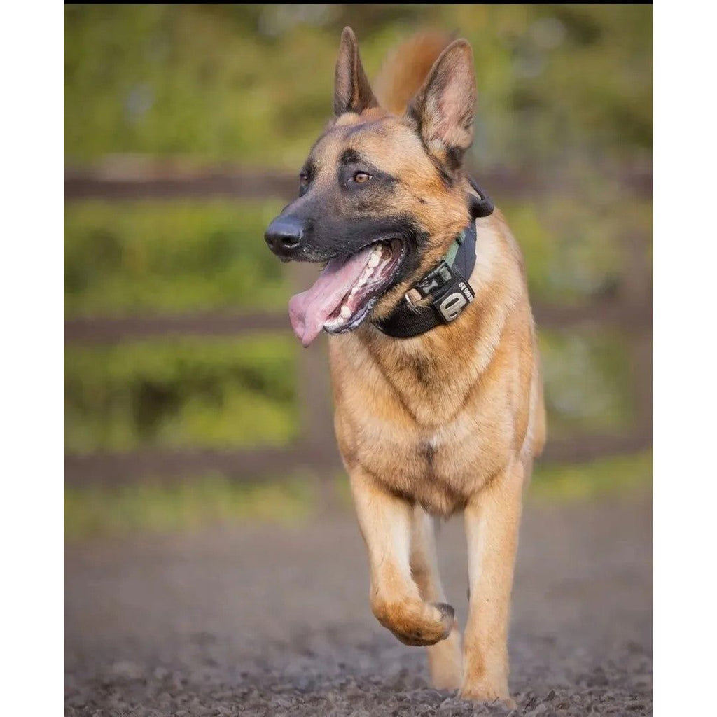 Black sport dog collar with metal buckle and studded grommets, worn by shepherd