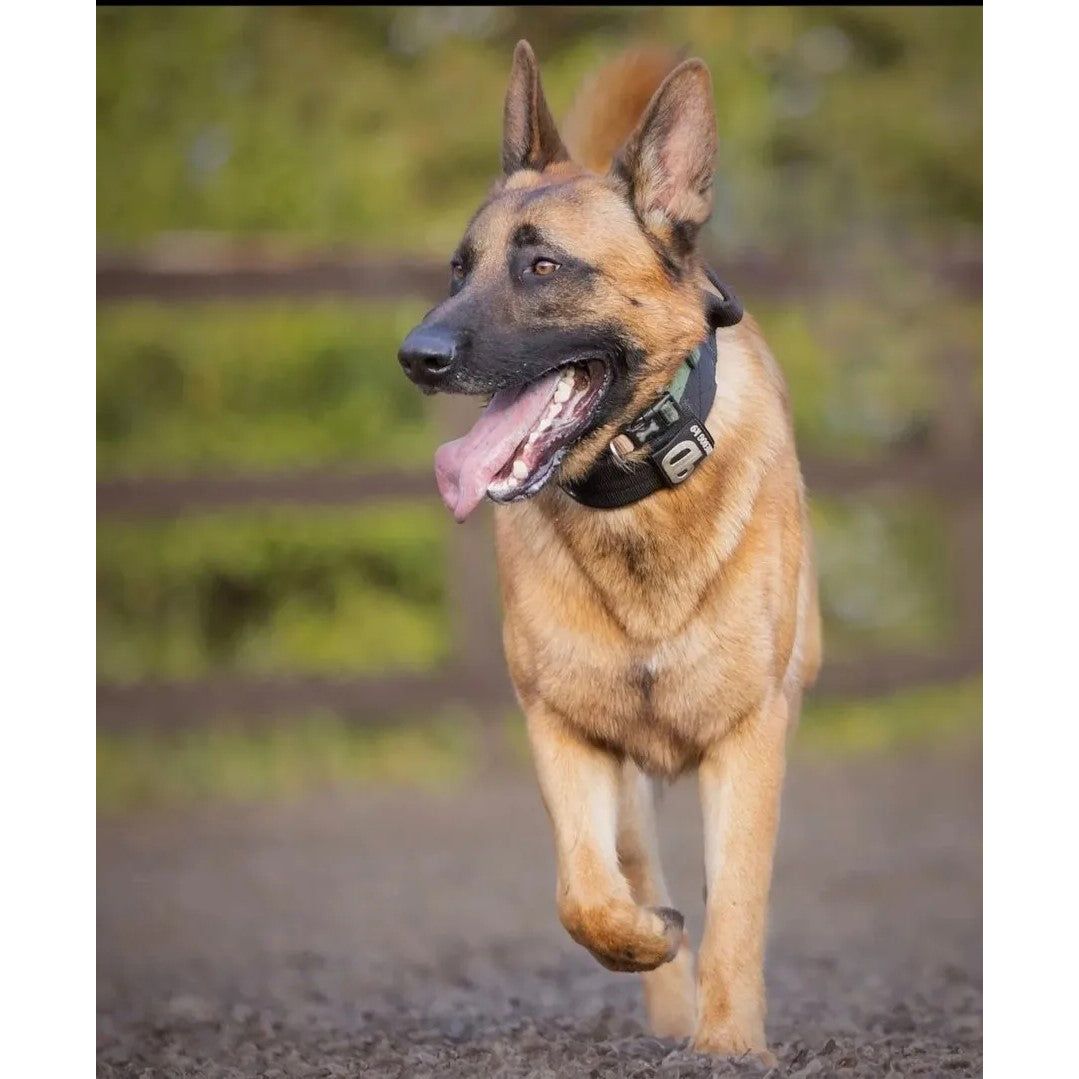 Black sport dog collar with metal buckle and studded grommets, worn by shepherd