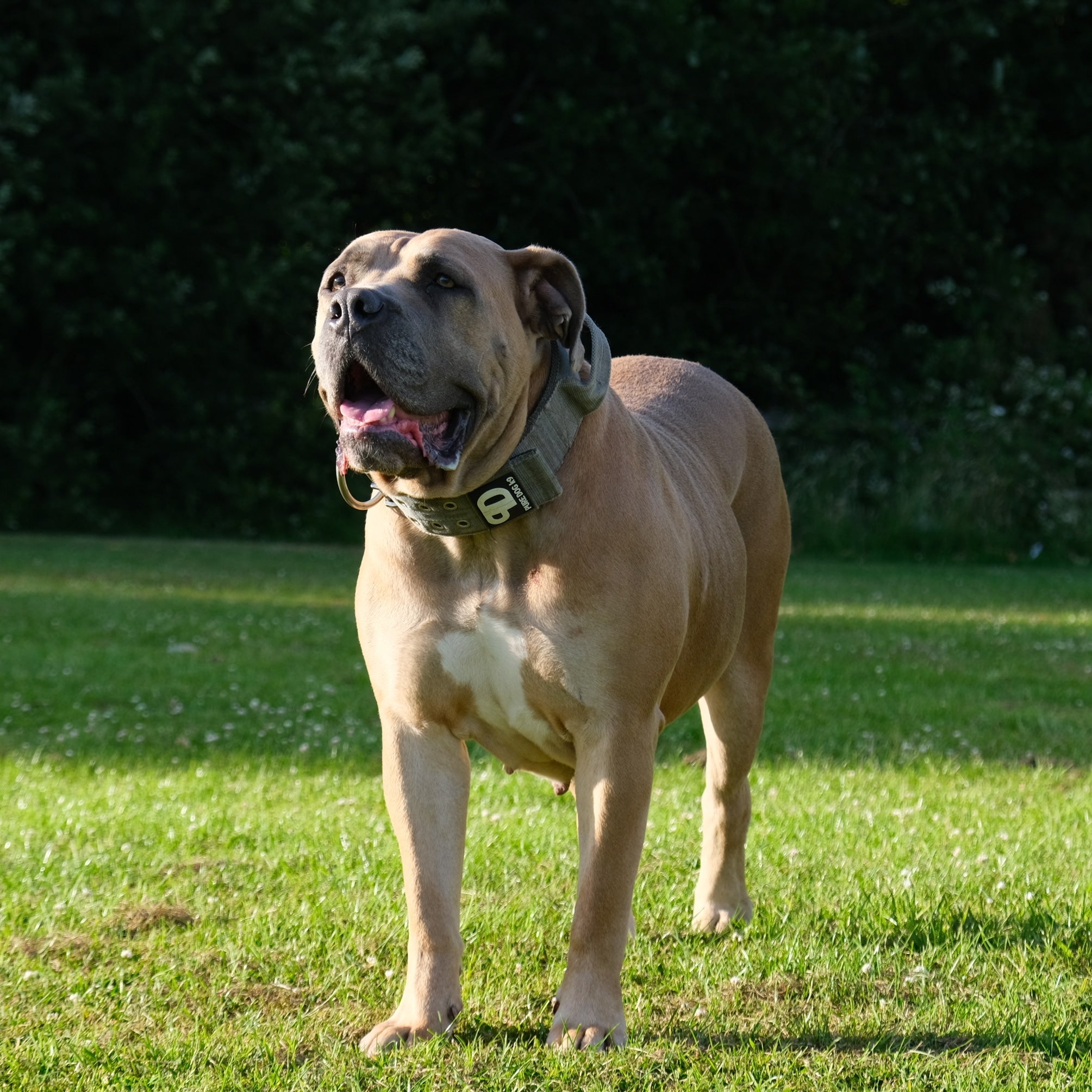 Grey sport dog collar on a dog with metal D-ring and buckle