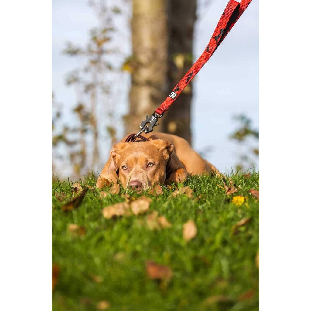 Red camouflage dog sport lead worn during outdoor walk, with metal clasp visible