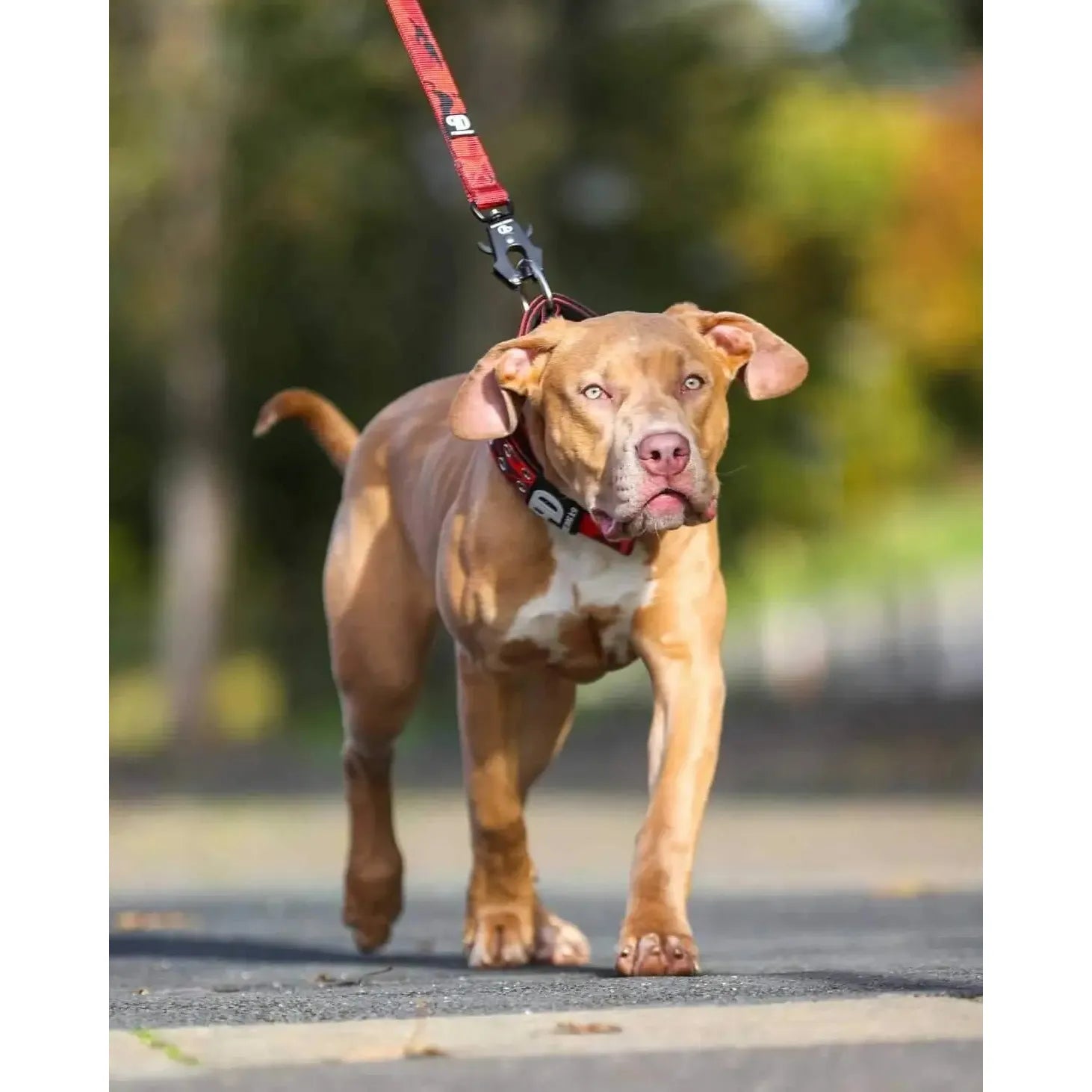 Red camouflage dog collar with metal leash ring and buckle, worn on a walking dog