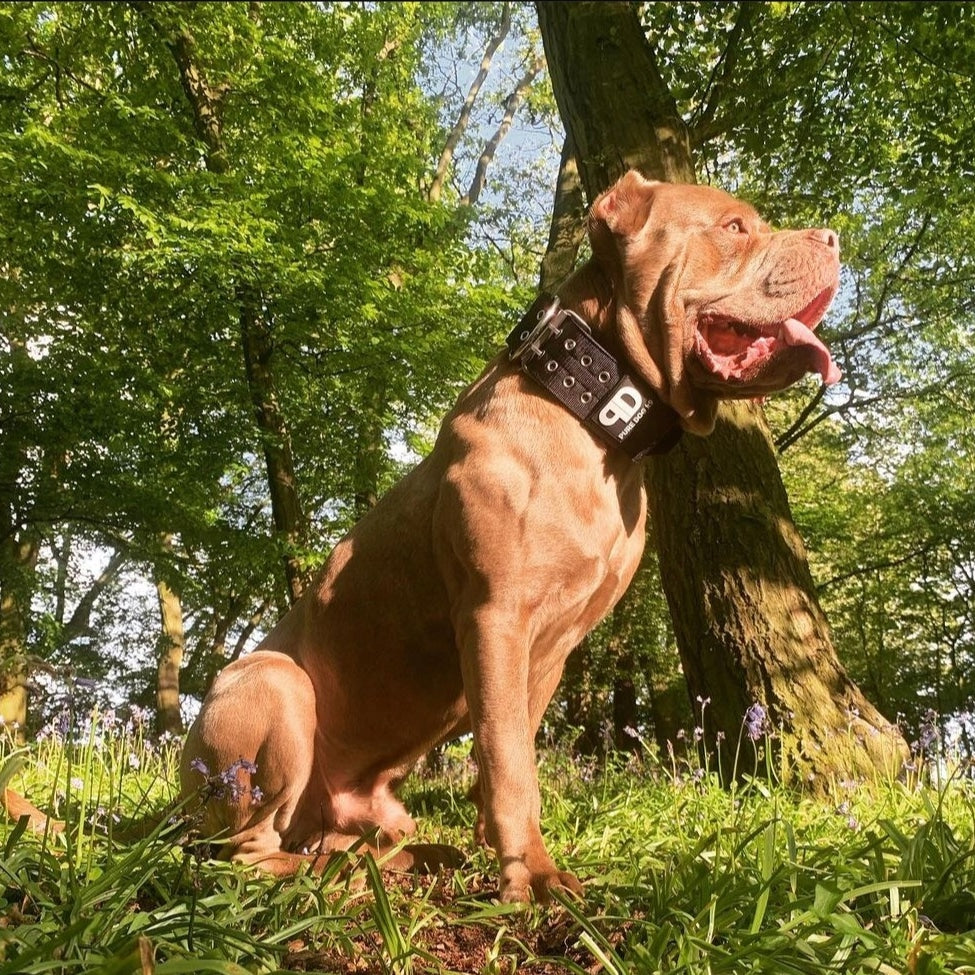 Black sport dog collar with metal buckle and studded grommets, worn on dog