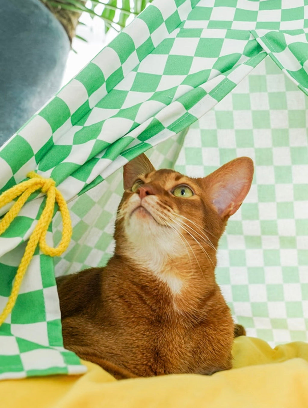 zeze Cat Camping Tent | Portable Indoor & Outdoor Cat Hideaway