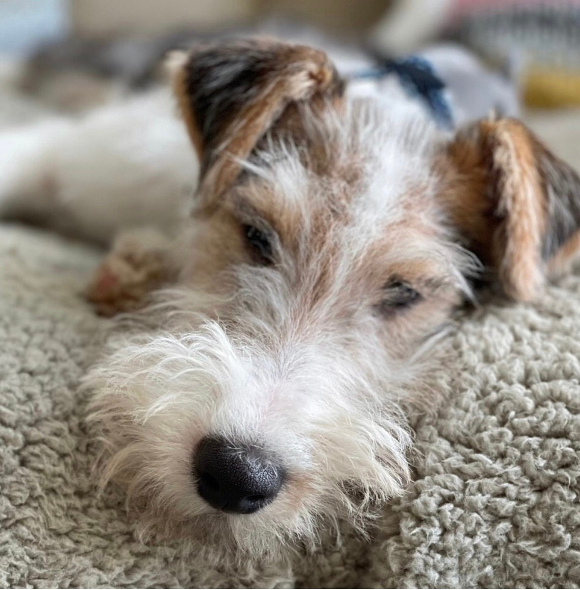 Premium Sherpa Fleece Dog Blanket - Handmade, Soft & Machine Washable | 2 Sizes, 3 Colours