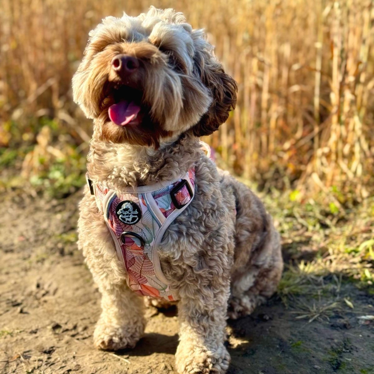 Dog harness with autumn leaf print panel and black buckle closures