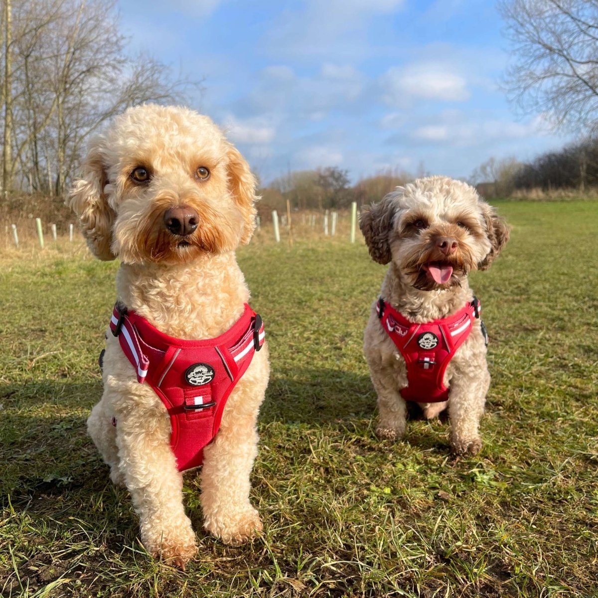 Two dogs wearing berry red harnesses with striped trim and circular logo patches