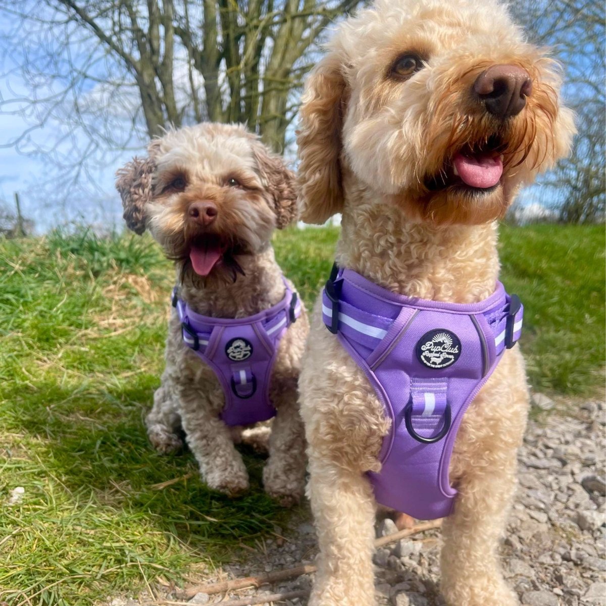 Lilac pet harness worn on two dogs, front handle and stripe trim with black buckles