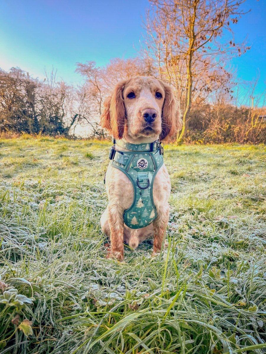 Evergreen Trails Dog Collar – Forest Green Nature Print | PupClub Couture