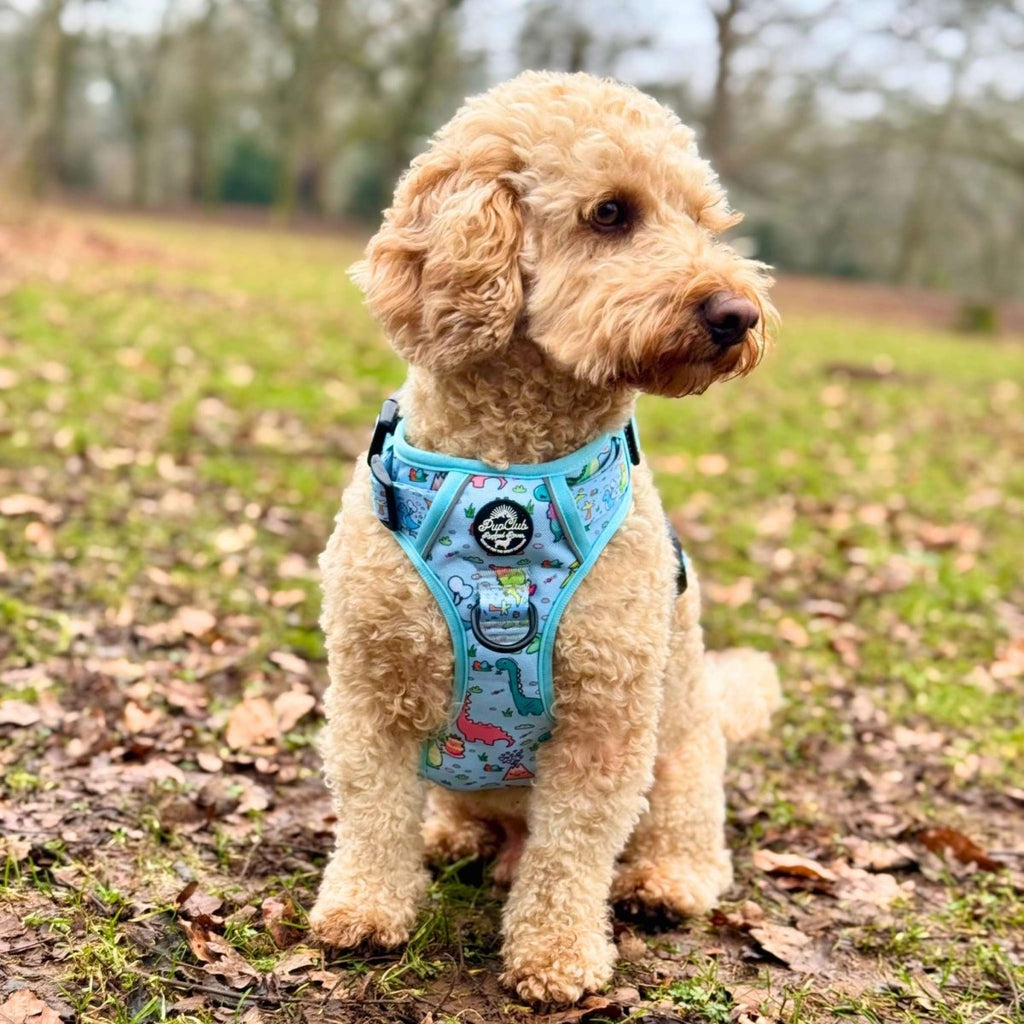 Blue dinosaur-print dog harness with black buckles, worn on a tan dog