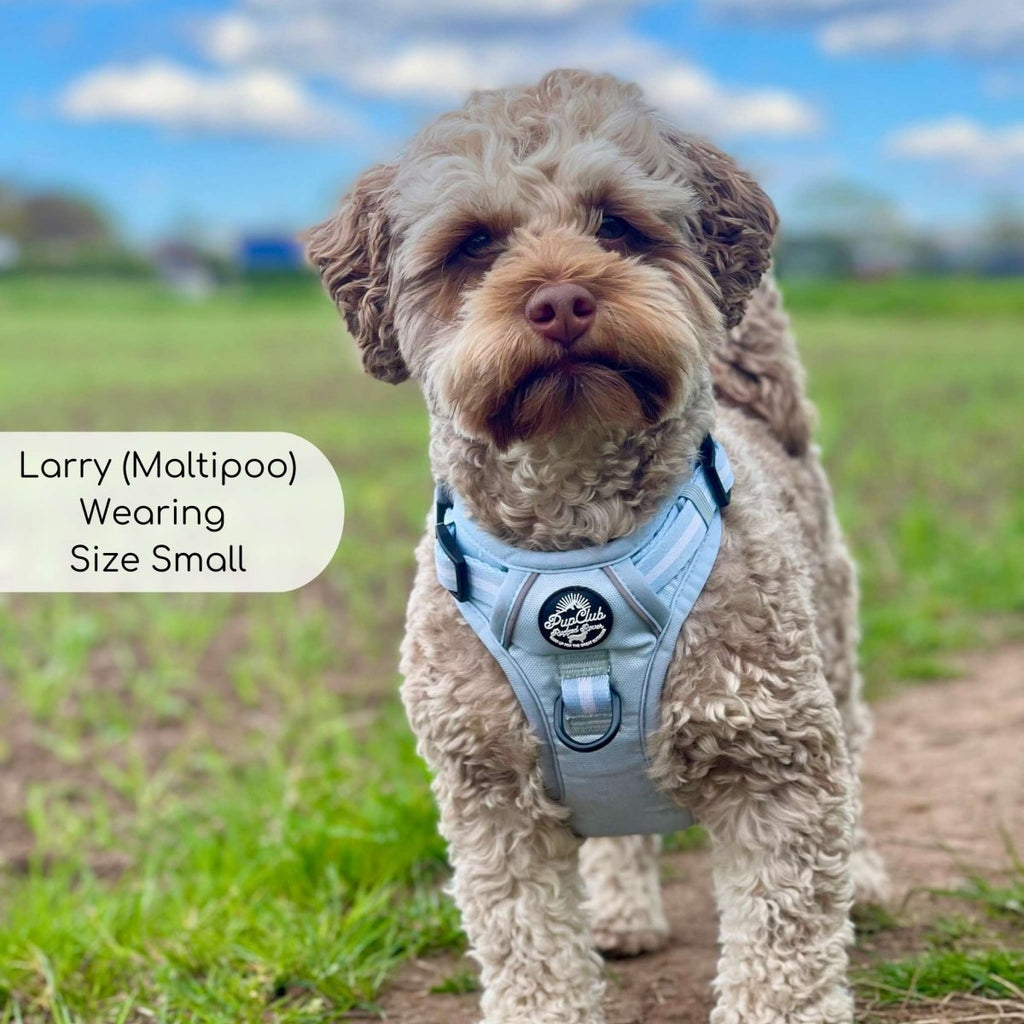Pastel blue Rugged Rover™ dog harness on gray-brown curly dog, front clip and leash ring