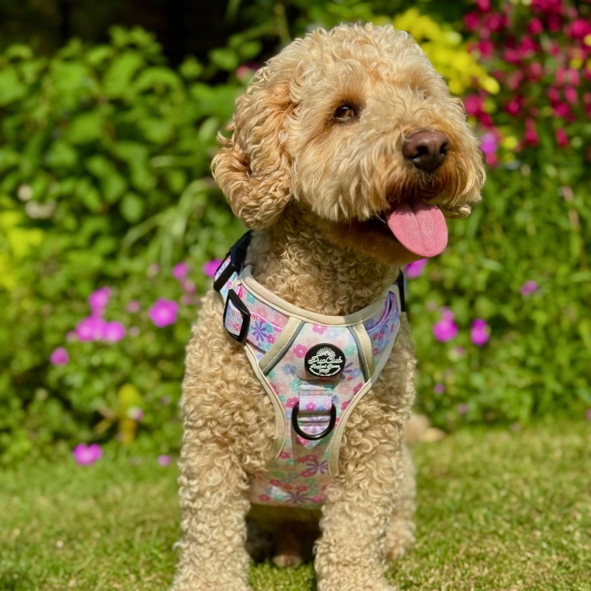 Front-facing padded dog harness with pastel floral print, mesh panels, and black buckles