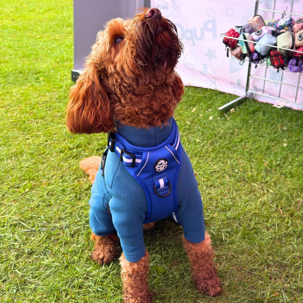 Blue dog harness with white stripe band worn by a red-brown dog outdoors.