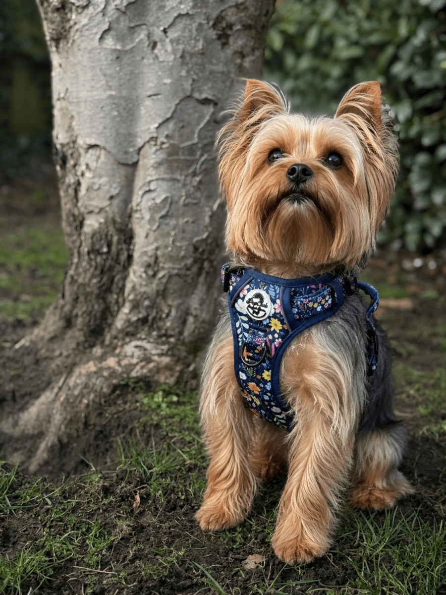 Dog harness on tan and gray coat dog, navy skull floral print, front straps and chest panel