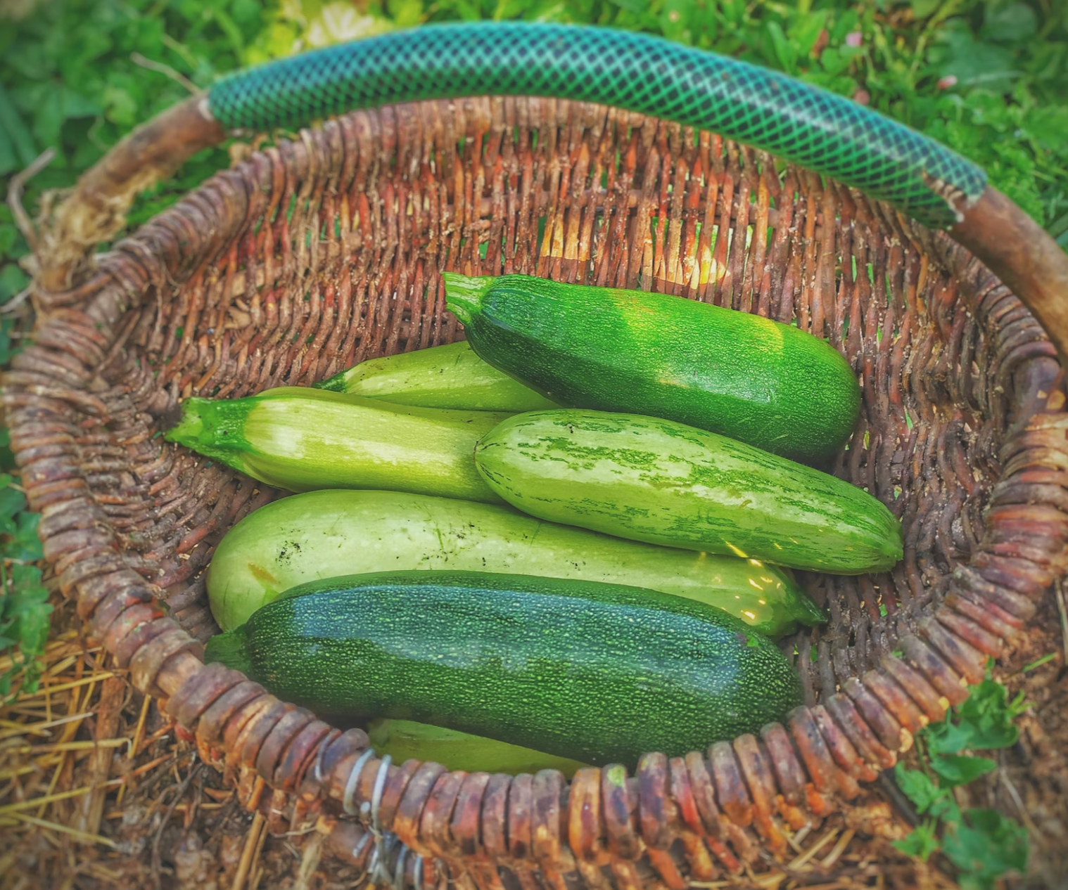 Country Barn Superfood Free-Range Turkey & Pork with Parsley, Papaya, Nettle, Zucchini & Pumpkin | Grain-Free Puppy Food