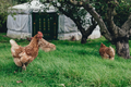 Country Barn Super Premium Puppy Chicken & Rice Hypoallergenic Dog Food | 6kg & 12kg