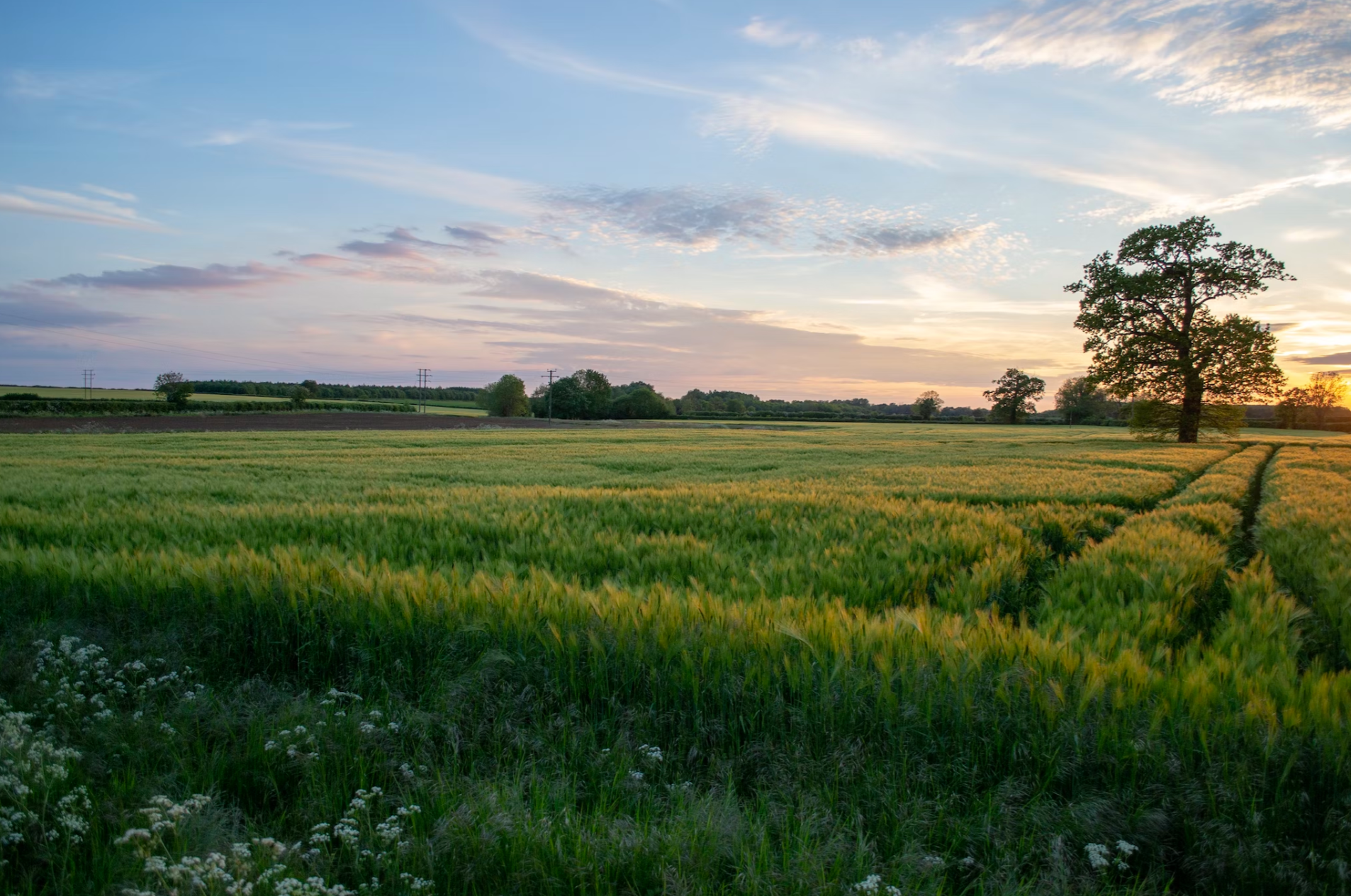 Countryside field landscape with trees under a blue sky