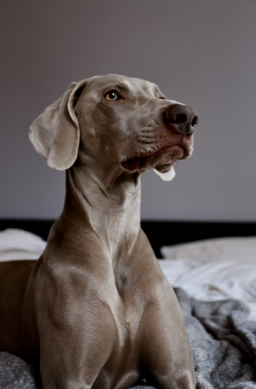 Skin & Coat Boost Chicken Dog Treats | Omega-3, Zinc & Biotin for a Healthy, Shiny Coat