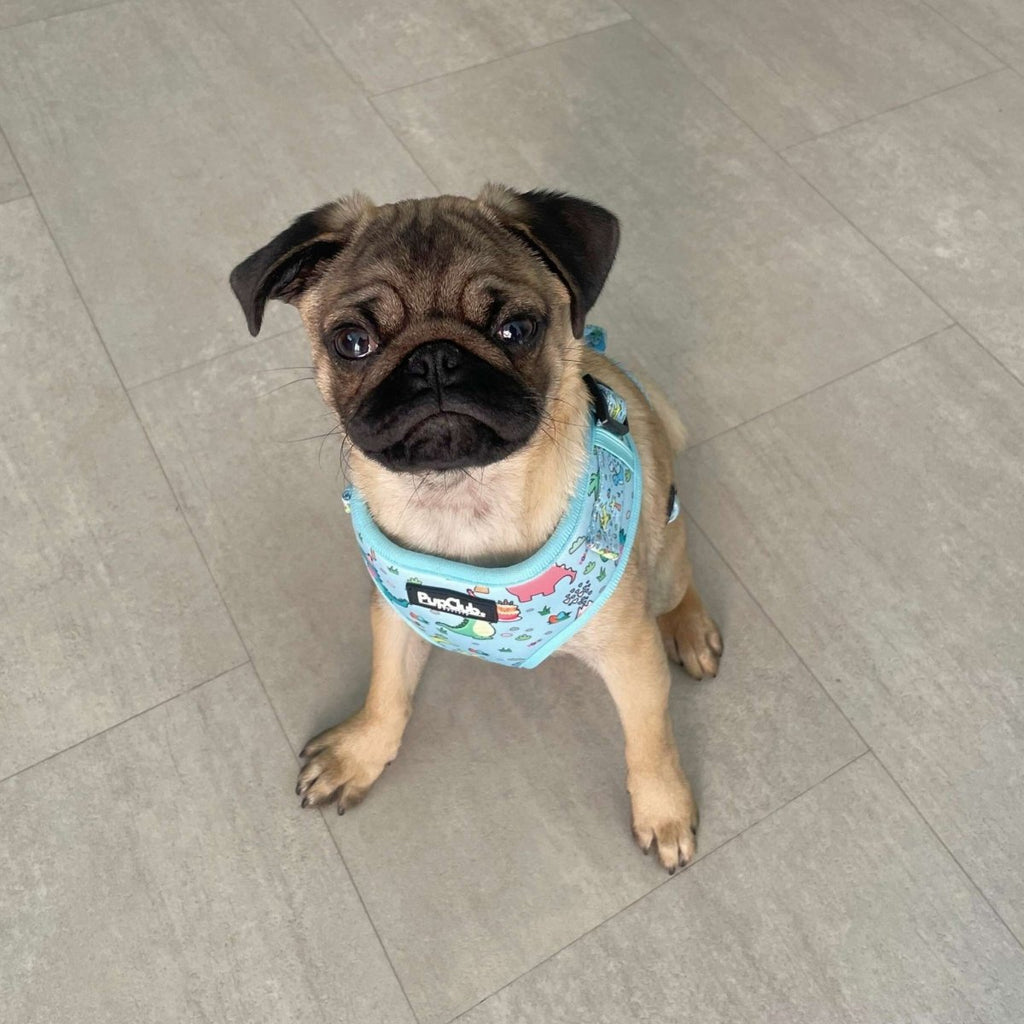 Adjustable dog harness with turquoise dinosaur print fabric and hook-and-loop neck strap