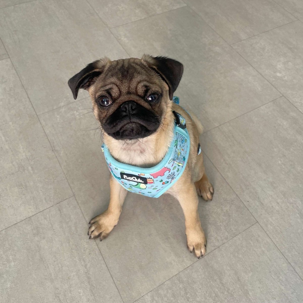 Adjustable dog harness with turquoise dinosaur print fabric and hook-and-loop neck strap