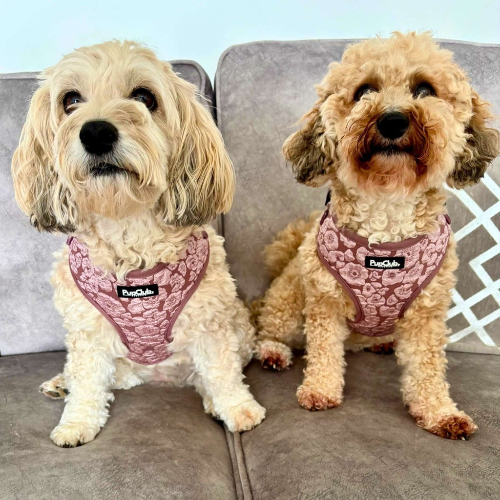 Dog harnesses on two small dogs, mauve floral fabric with front logo patch