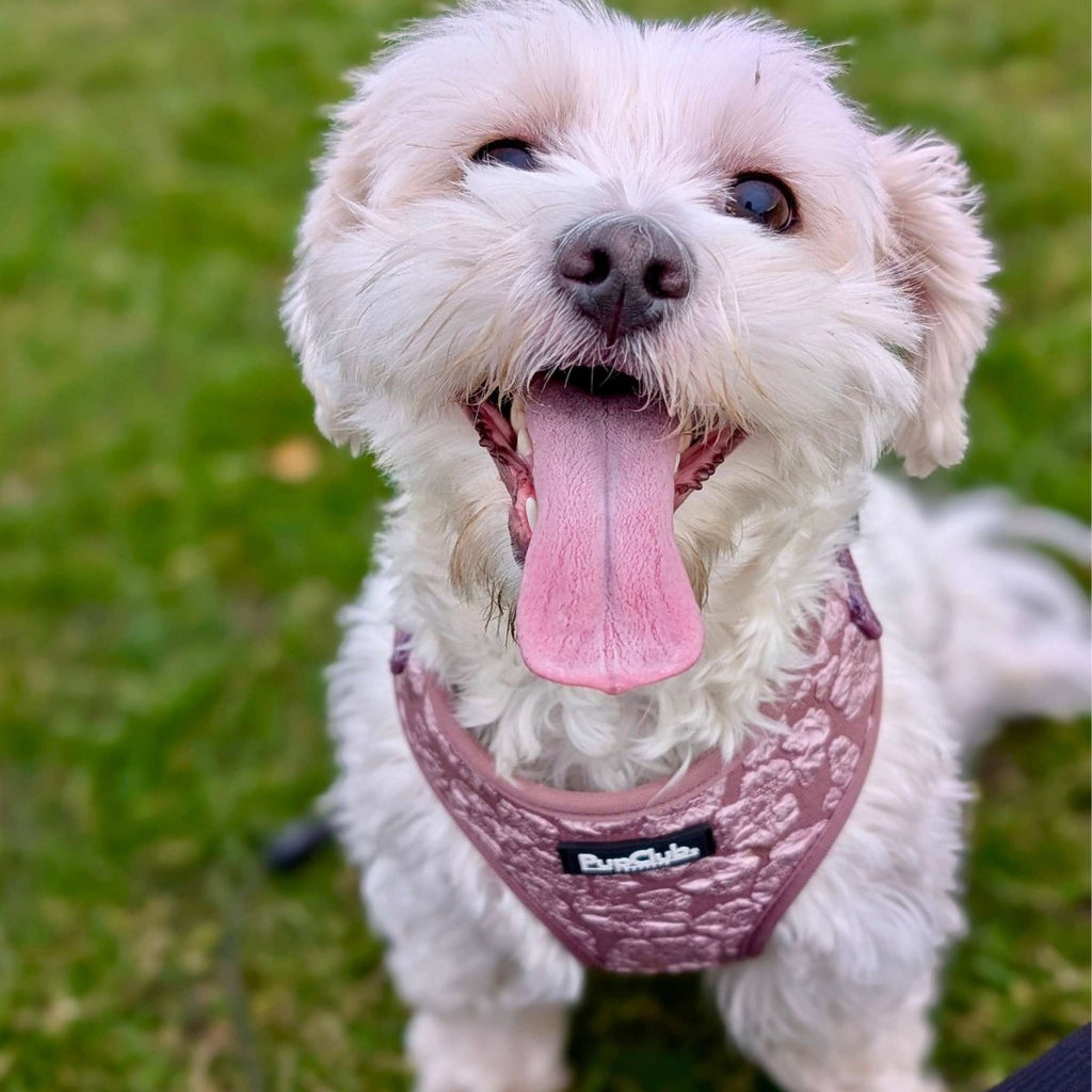 Dog wearing mauve floral harness with wide neck opening and front logo patch