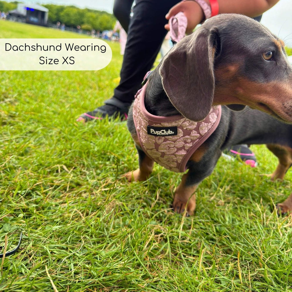 Dog wearing mauve floral adjustable harness with two side buckles and chest strap