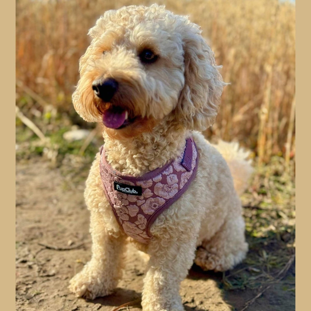 Dog wearing mauve floral adjustable harness with front logo patch and chest strap