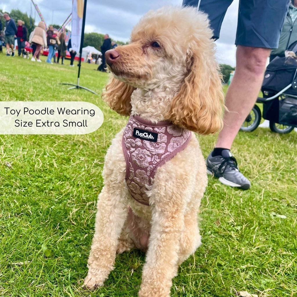 Dog wearing mauve floral harness with front logo patch and adjustable side straps