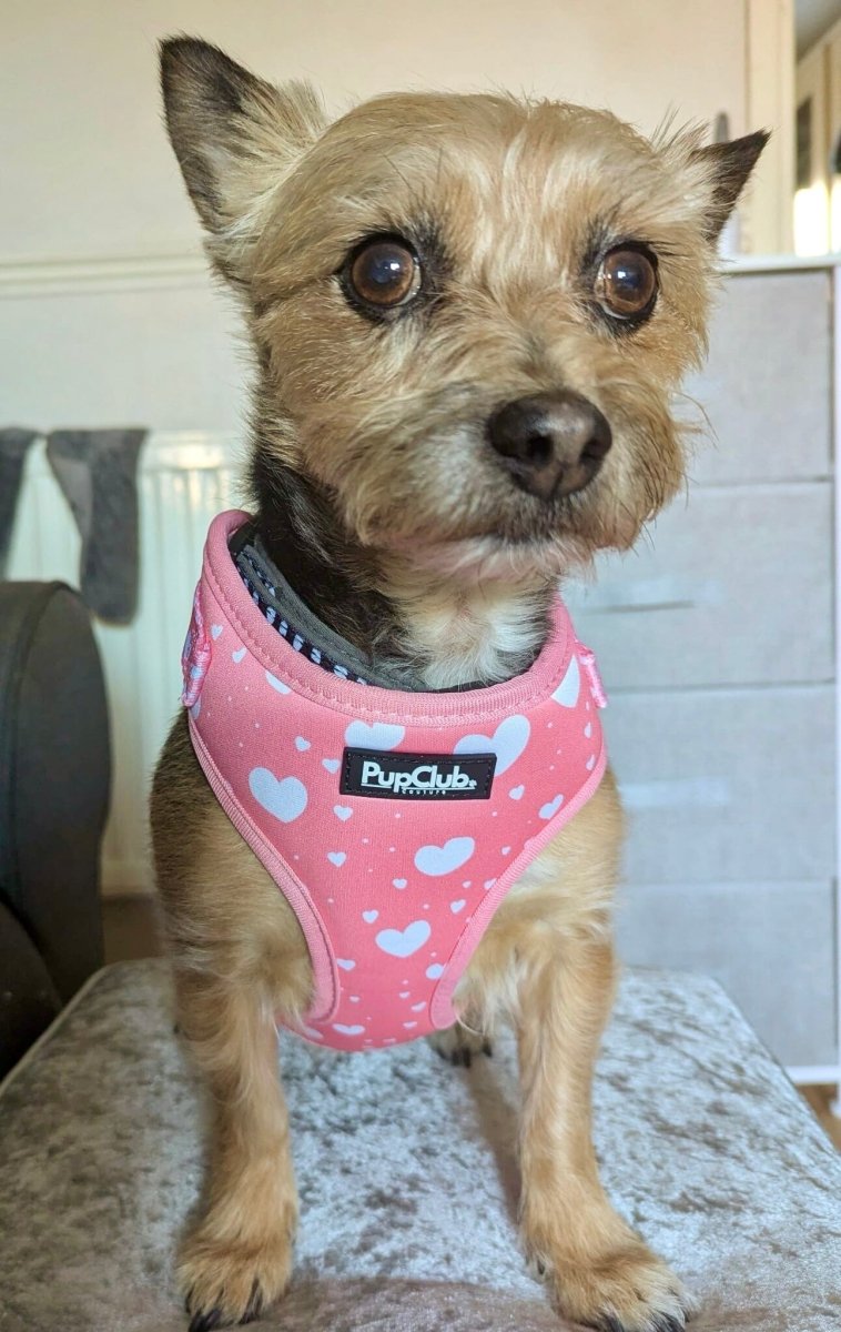 Pink heart-pattern adjustable dog harness with soft collar strap