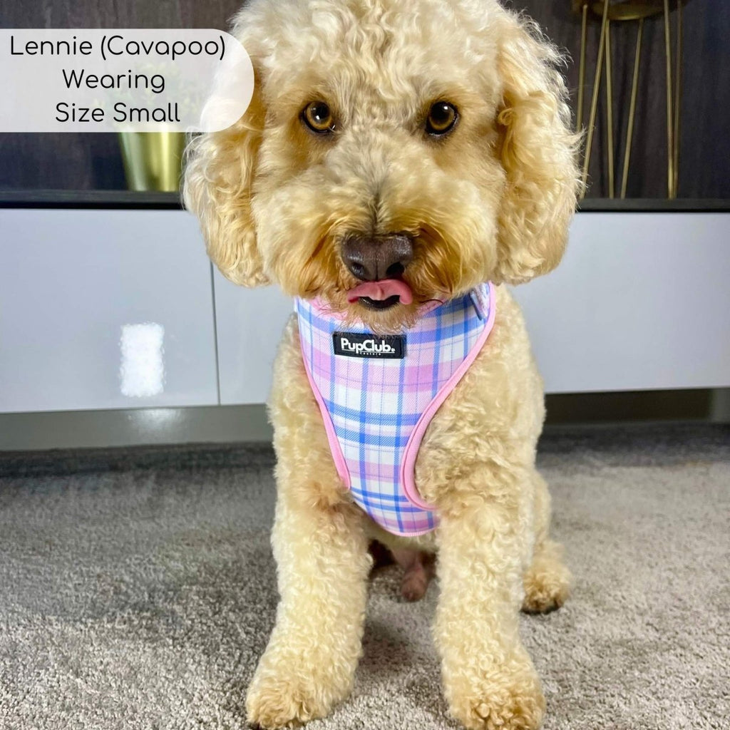 Adjustable dog harness on small dog, pink tartan plaid with PupClub logo patch