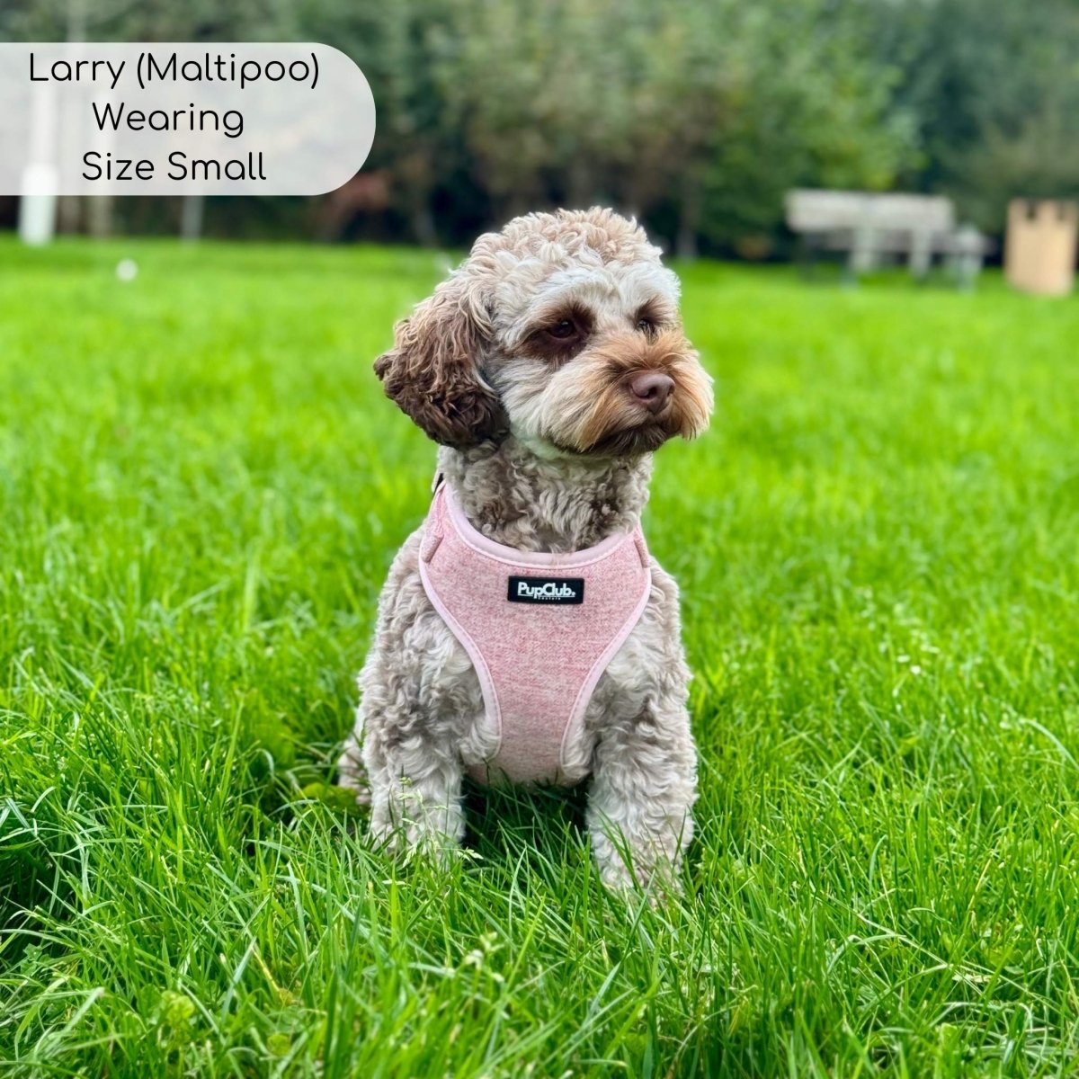 Pink tweed dog harness with PupClub logo on a small dog