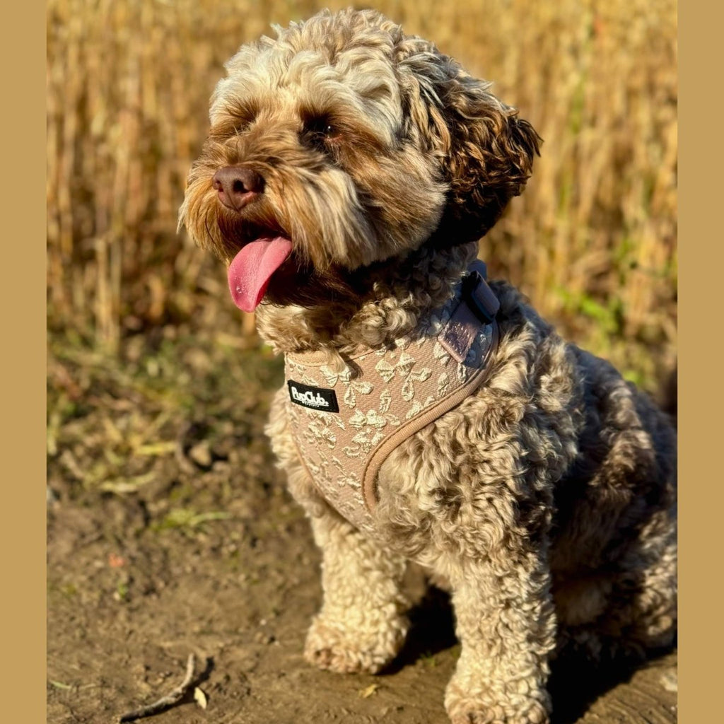 Toffee Latte Petals Luxe Adjustable Dog Harness | Embroidered Floral