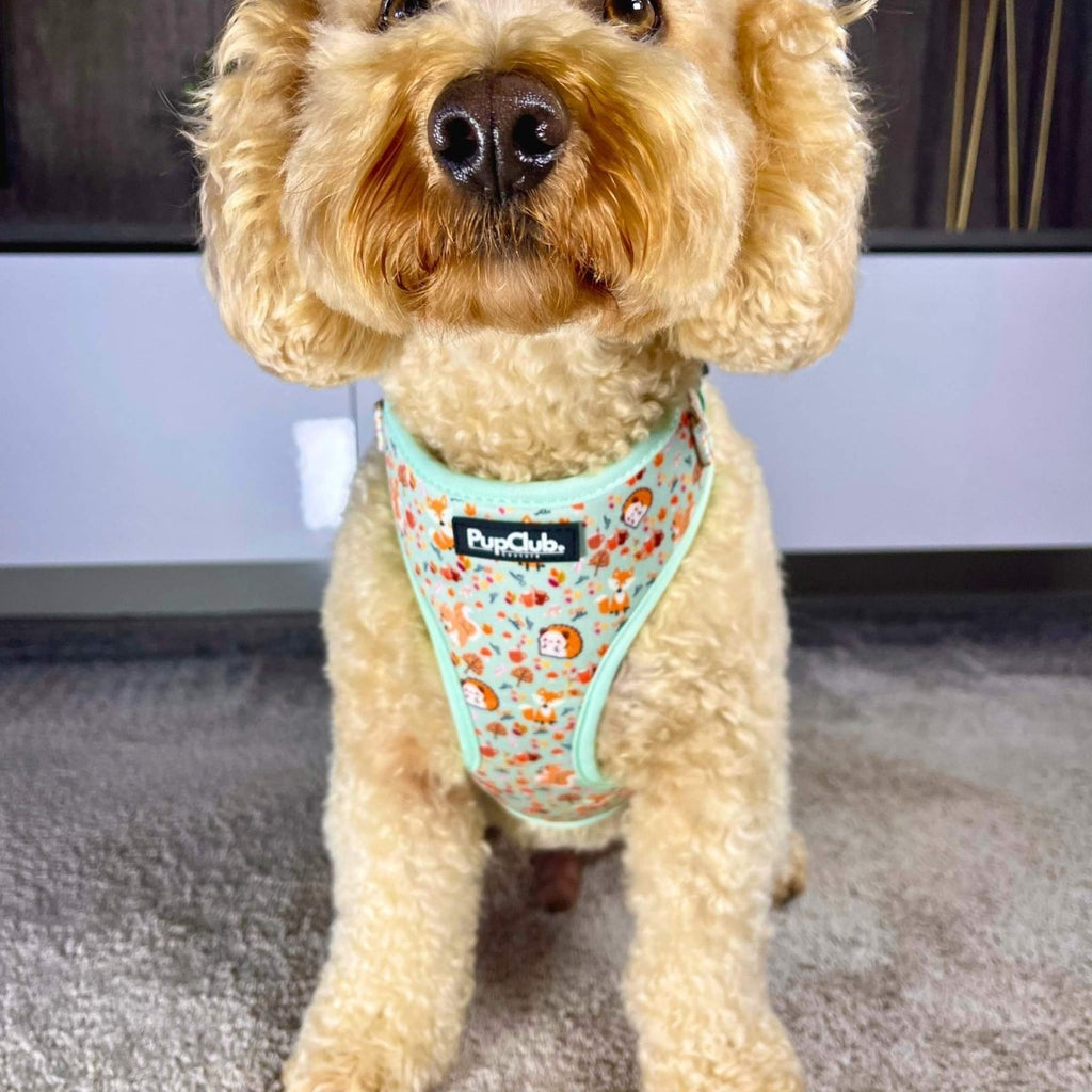 Adjustable dog harness with woodland friends print and mint trim, on a tan dog
