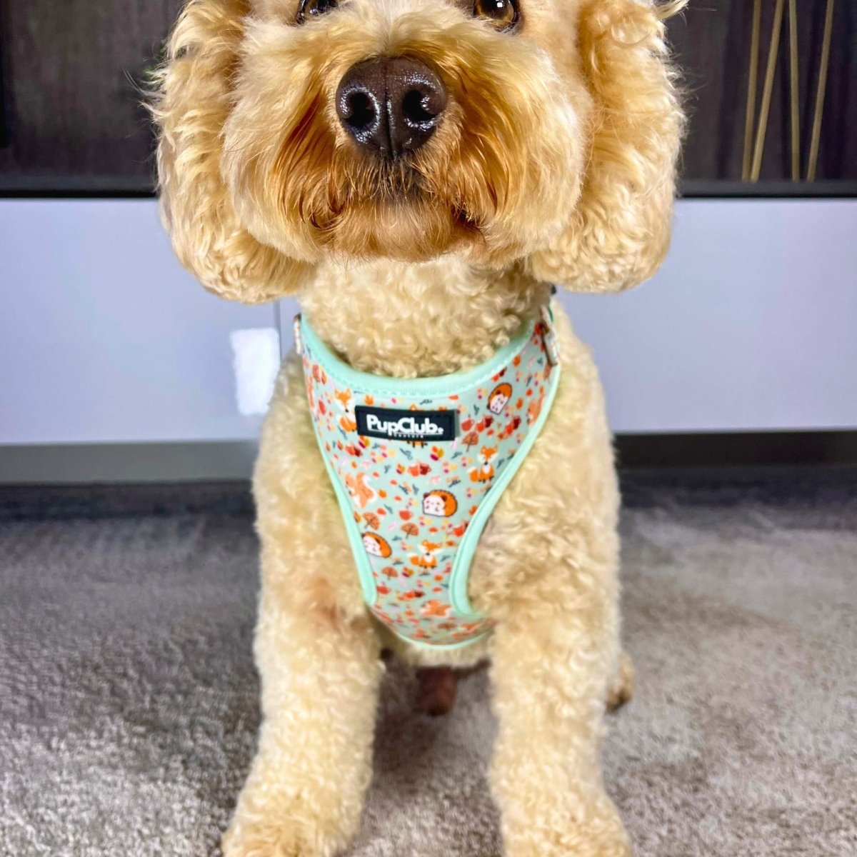 Adjustable dog harness with woodland friends print and mint trim, on a tan dog
