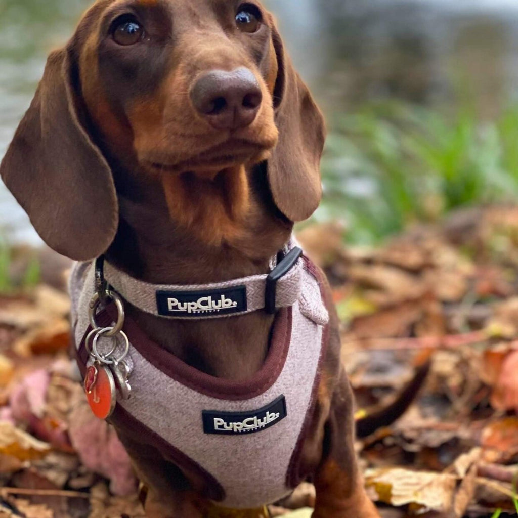Tweed dog collar on dachshund with black leash clip and logo label
