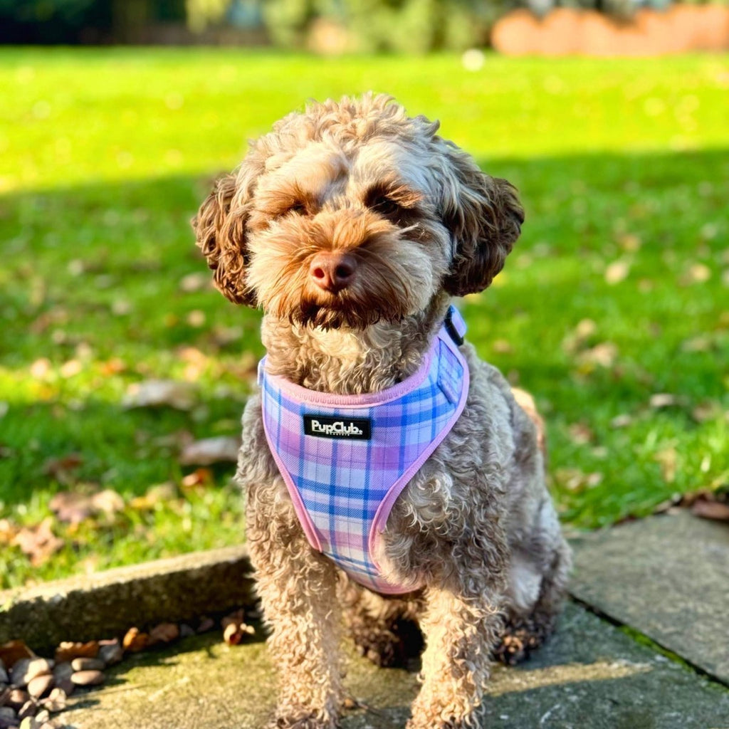 Adjustable dog harness worn, pink plaid with PupClub logo patch and pink trim