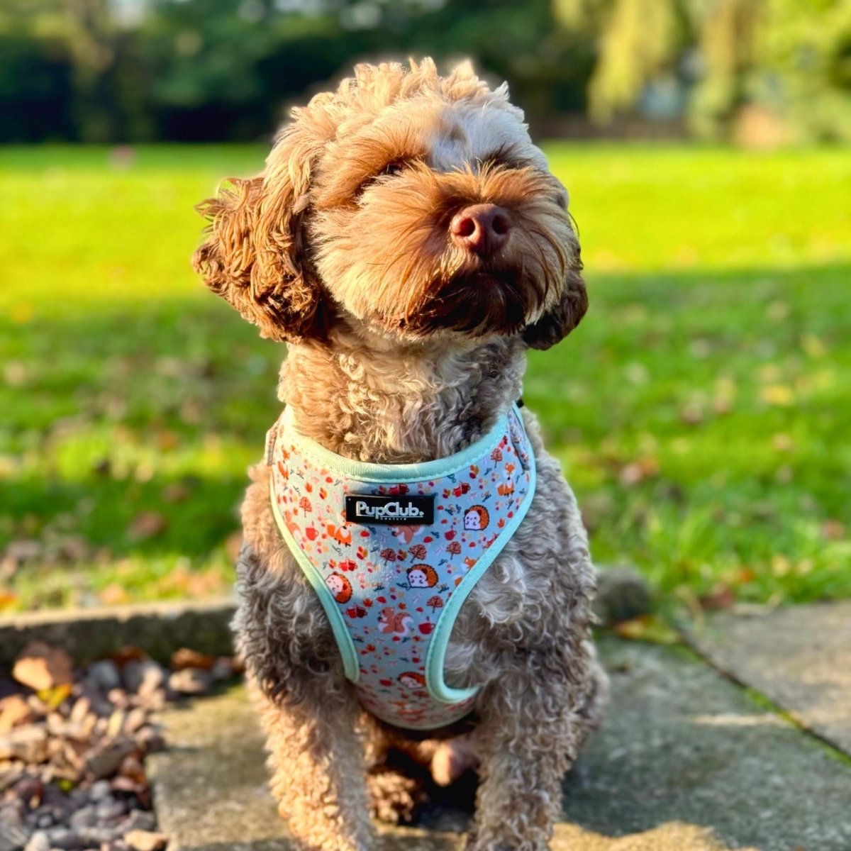 Adjustable dog harness with woodland friends print and mint trim, on a small dog