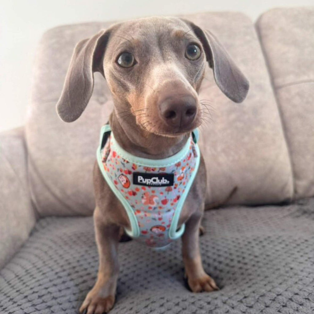 Adjustable dog harness with woodland animal print and mint trim, on a gray dog
