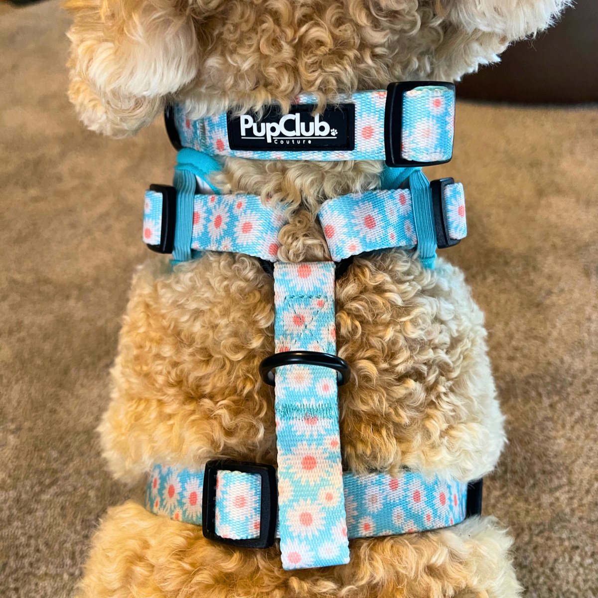 Pastel daisy dog collar on curly-haired dog with PupClub label