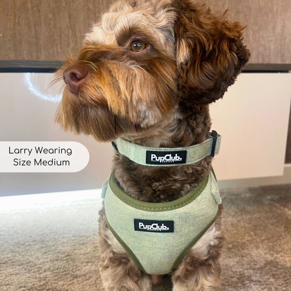 Dog wearing a tweed sage collar with black buckle and PupClub logo patch