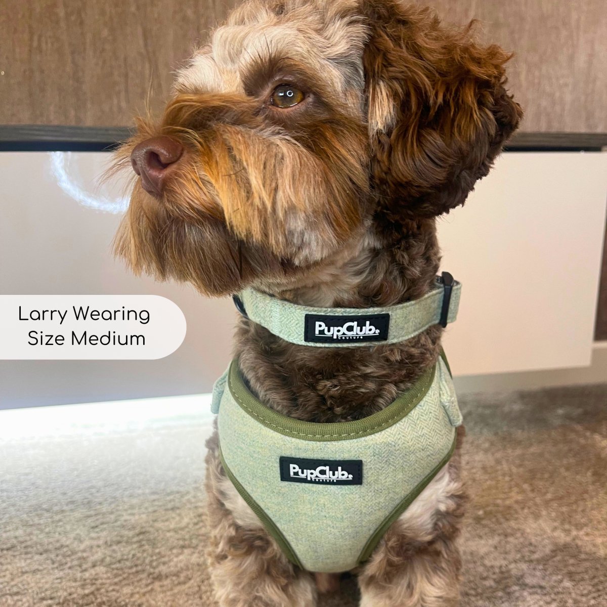Dog wearing a tweed sage collar with black buckle and PupClub logo patch