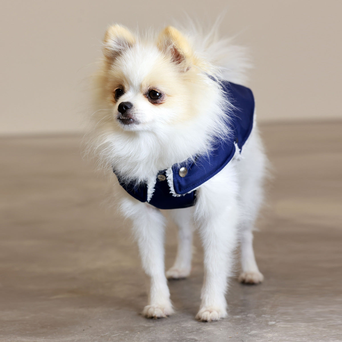Soho Poms Teddy Bear Waterproof Dog Jacket | Blue & Ivory