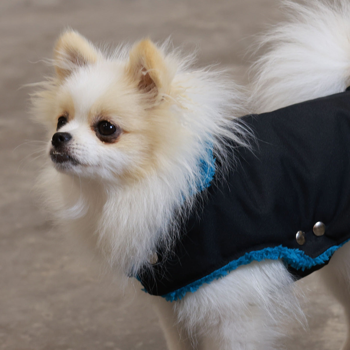 Soho Poms Teddy Bear Waterproof Dog Jacket | Black & Teal