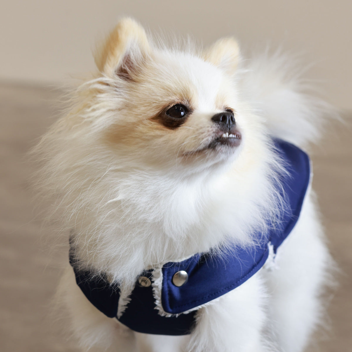 Soho Poms Teddy Bear Waterproof Dog Jacket | Blue & Ivory