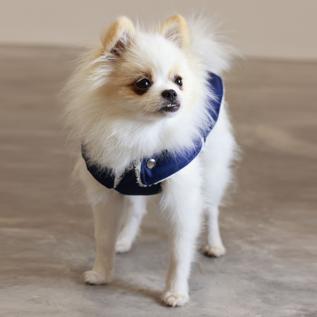 Soho Poms Teddy Bear Waterproof Dog Jacket | Blue & Ivory
