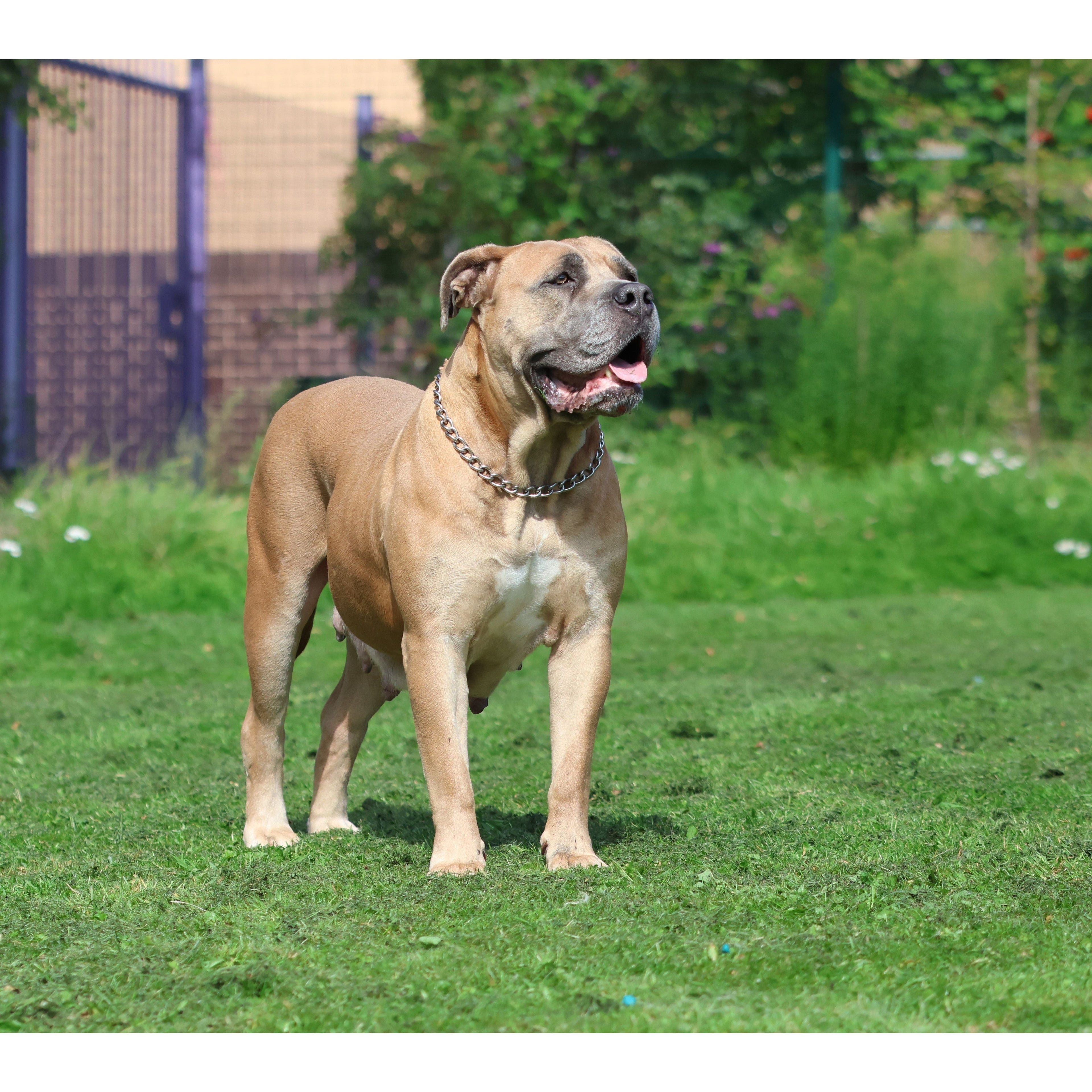 Dog wearing a silver metal chain collar with 4.0mm links